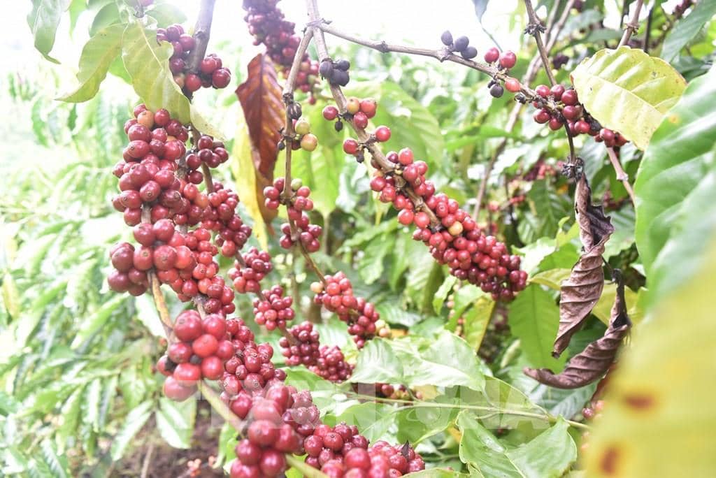 UKVFTA supports Vietnam’s coffee industry to expand market share in the UK